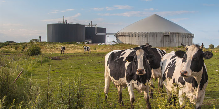 Anaerobic Digestion cows on a farm