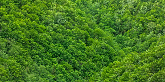 dense green forest