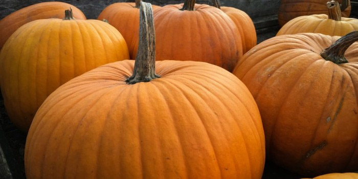 Halloween Pumpkins