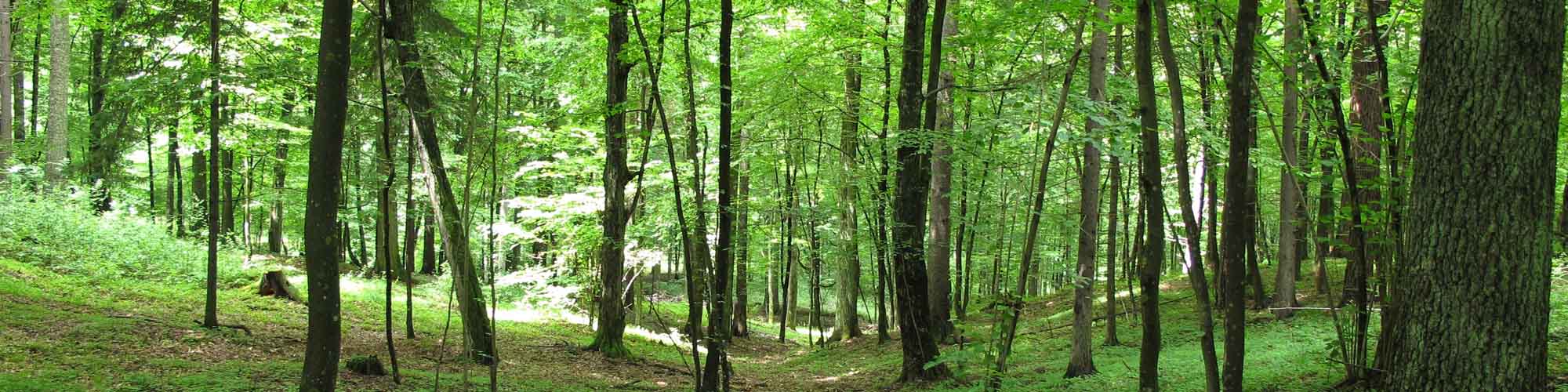 green forest