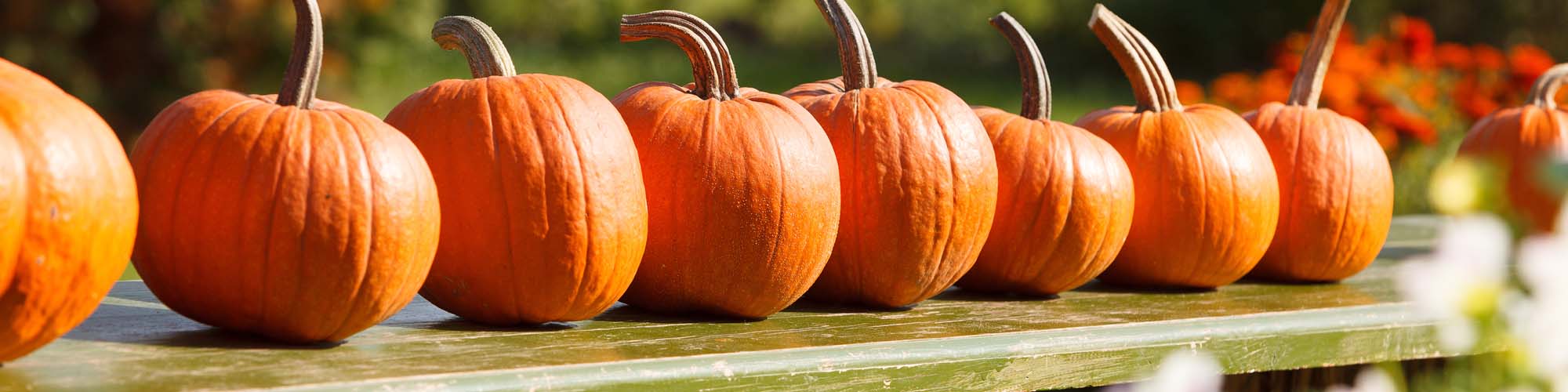 Halloween Pumpkins