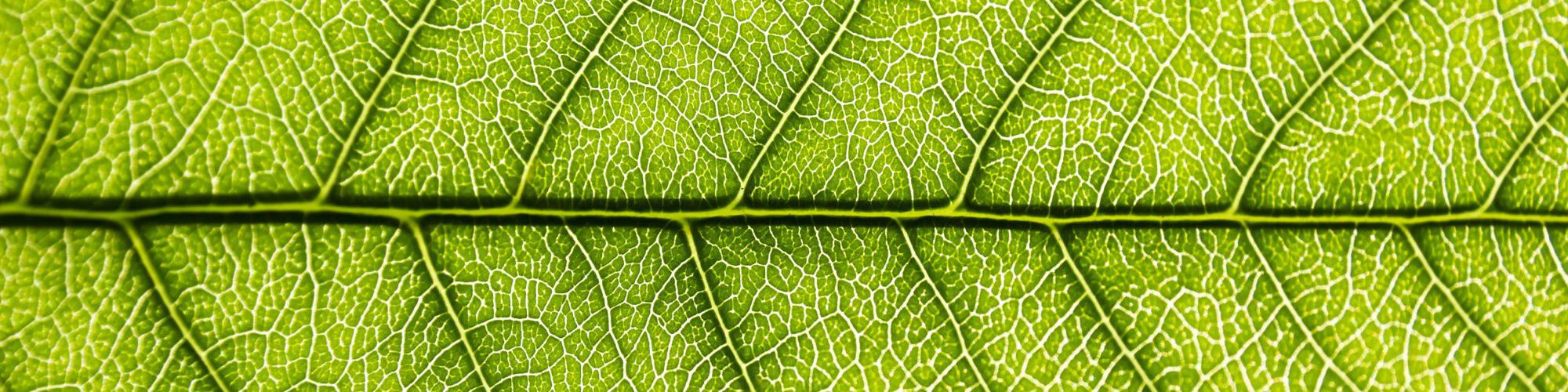 green leaf