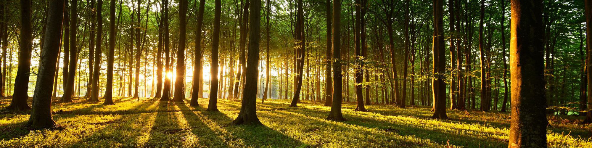Forest with sun shinning through the trees