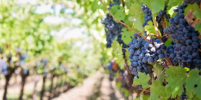 Ontario Wine Grapes