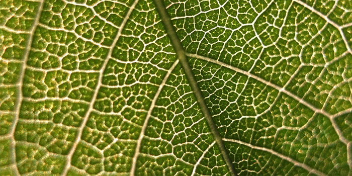 Green Leaf closeup pattern