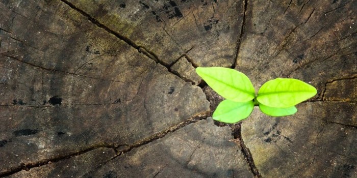 plant growing out of tree trunk