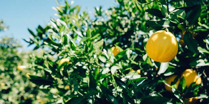 Lemon fruit tree