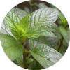 Peppermint Plant