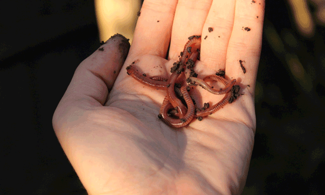 Red Wiggler Worm for Vermicomposting