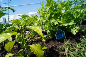 community garden