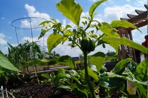 Busch Systems Community Garden