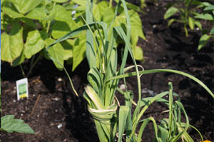 Busch Systems Community Garden