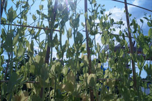 Busch Systems Community Garden