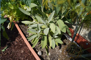 Busch Systems Community Garden