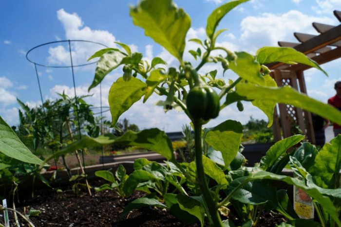 Busch Systems Community Garden