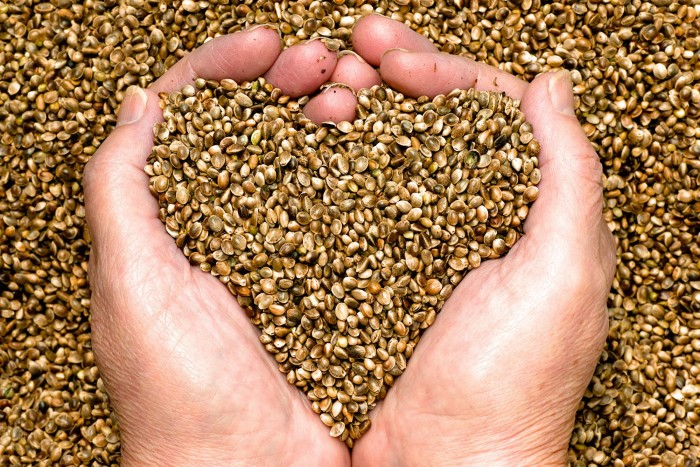 Hemp Seeds in hands shape of heart