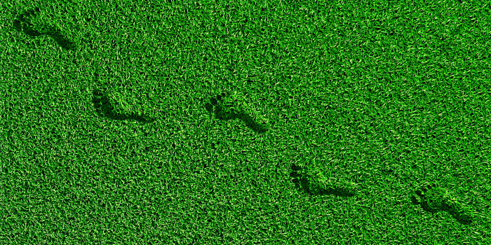 carbon footprints in grass