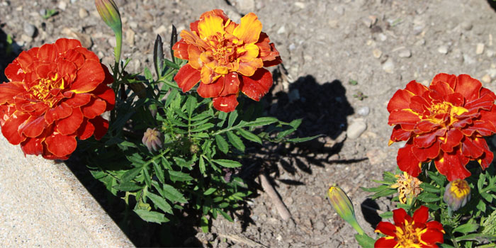 Busch Systems Community Garden Flowers