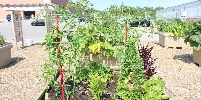 Busch Systems Community Garden