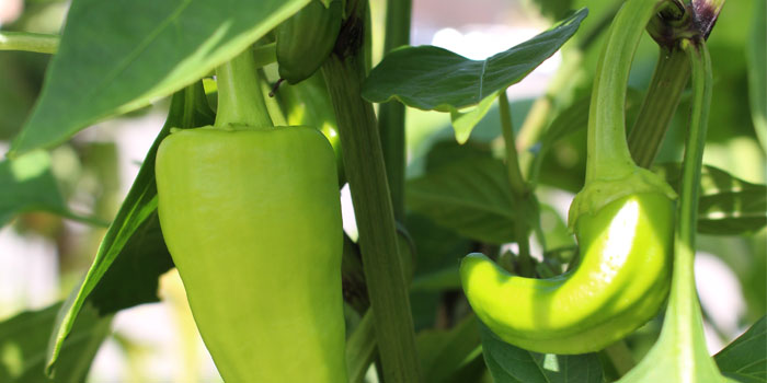 Busch Systems Community Garden Pepper