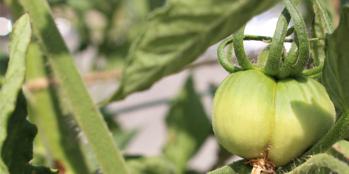 Busch Systems Community Garden Tomato