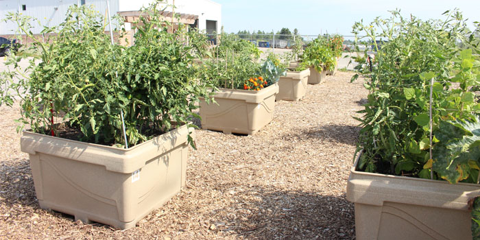 Busch Systems Community Garden