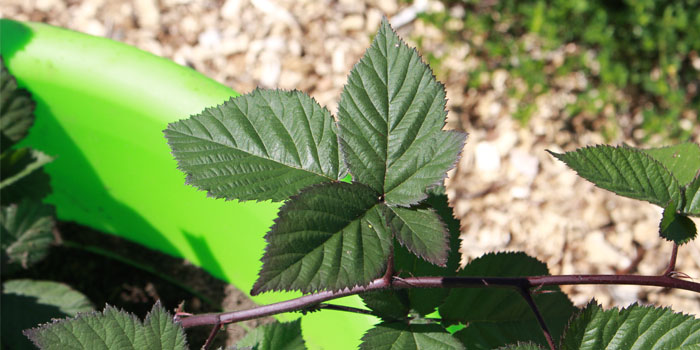 Busch Systems Community Garden