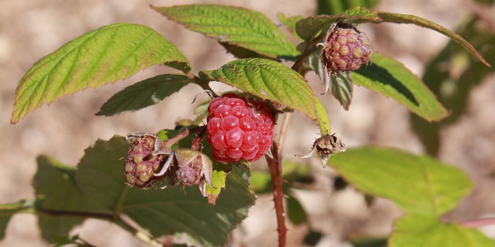 Busch Systems Community Garden Raspberries