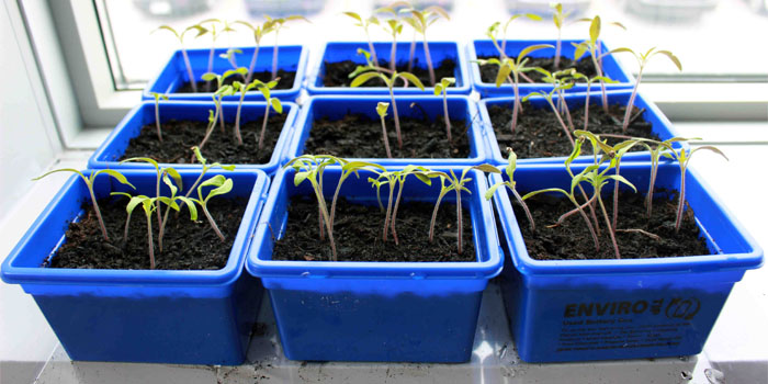 Busch Systems Community Garden Seedling Project