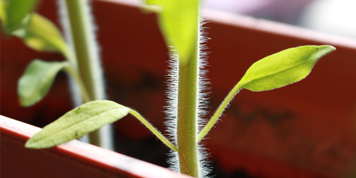 Busch Systems Community Garden Seedling Project