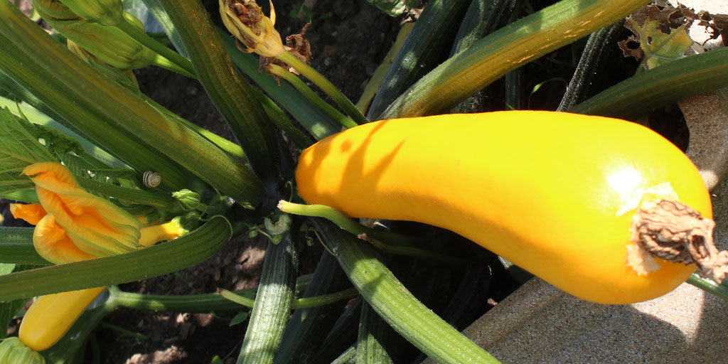 Busch Systems Community Garden Squash