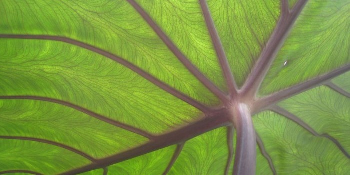 Taro_leaf_underside,_backlit_by_sun