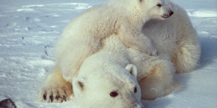 Ursus_maritimus_Polar_bear_with_cub_2