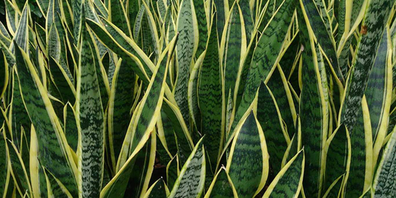 https://www.buschsystems.com/resource-center/images/uploads/library/10.-snake_plant_(sansevieria_trifasciata_'laurentii').jpg