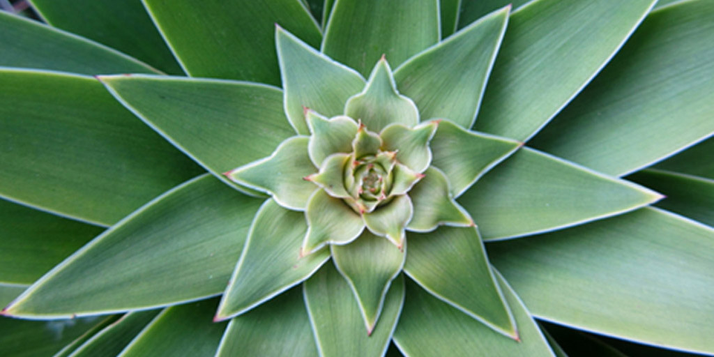https://www.buschsystems.com/resource-center/images/uploads/library/3.-dracaena.jpg