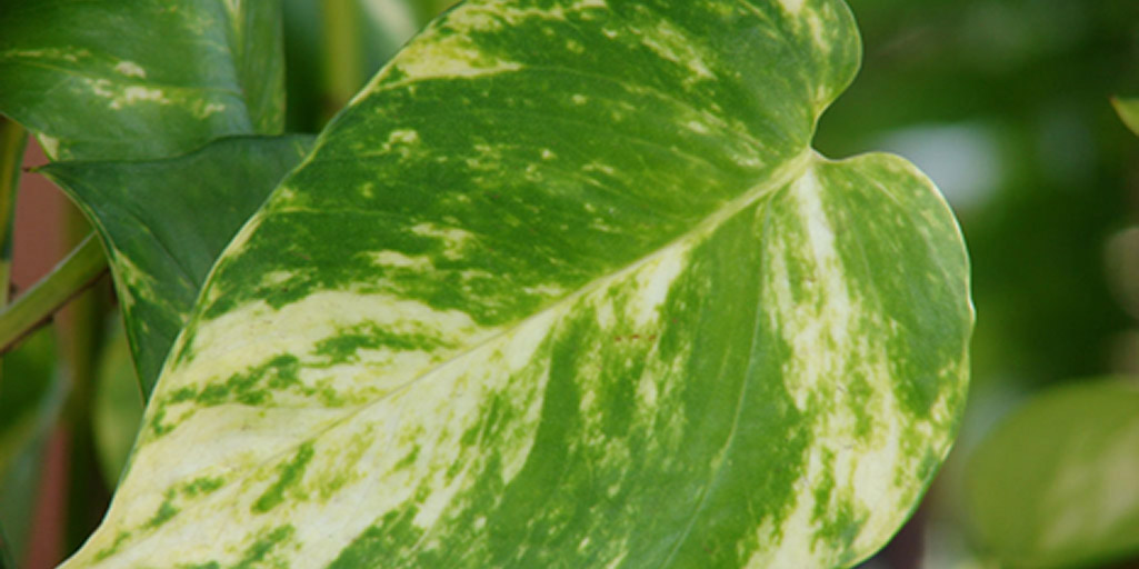 https://www.buschsystems.com/resource-center/images/uploads/library/4.-golden-pothos.jpg