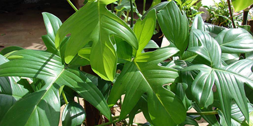 https://www.buschsystems.com/resource-center/images/uploads/library/7.-philodendron.jpg