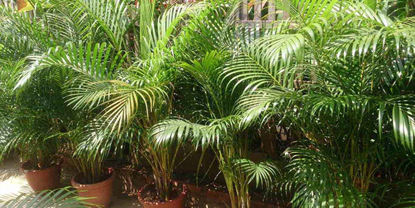https://www.buschsystems.com/resource-center/images/uploads/library/8.-areca_palm_1.jpg