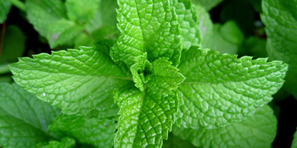 https://www.buschsystems.com/resource-center/images/uploads/library/9.-peppermint-plant.jpg