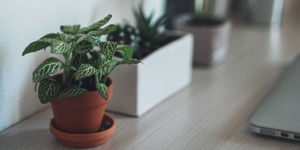 https://www.buschsystems.com/resource-center/images/uploads/library/house-plant-2.png