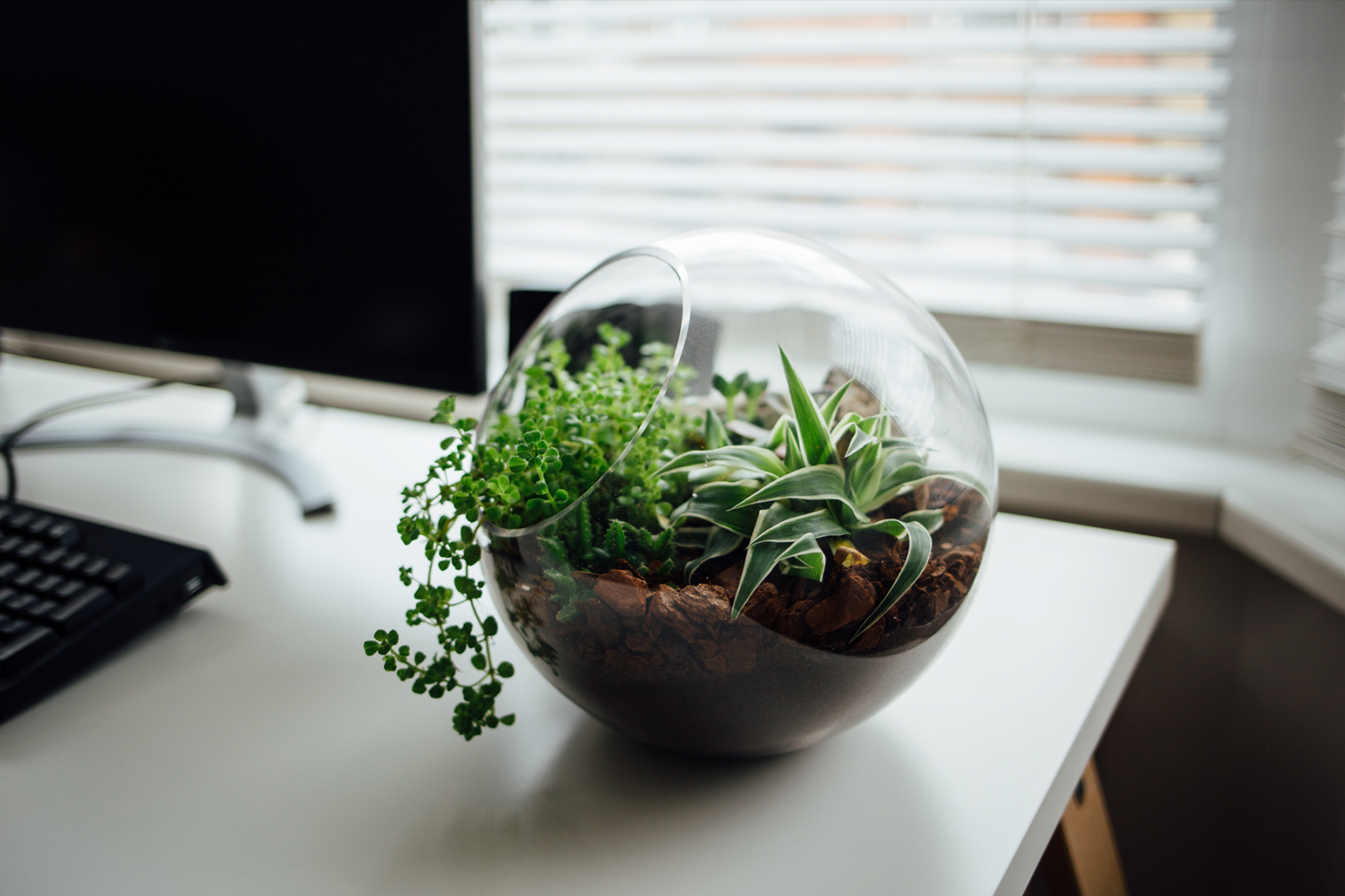 Top 10 Best Plants For The Office