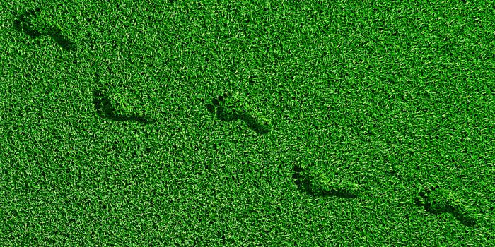 carbon footprints in grass carbon footprints in grass