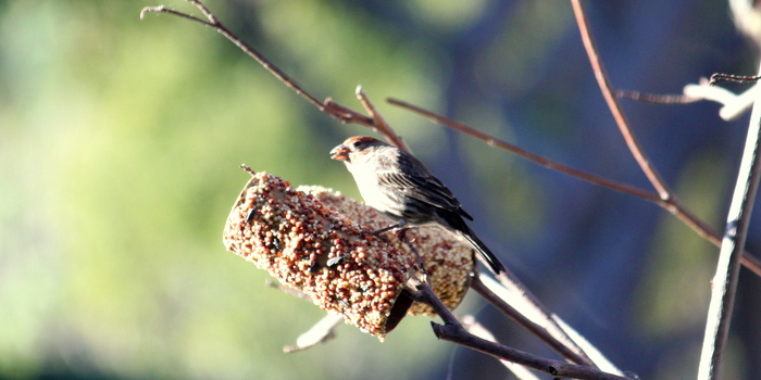 toilet paper roll bird feeders